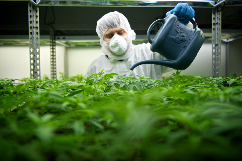 Tilray currently has more than 40 medical cannabis strains in cultivation at its 60,000-square-foot research and production facility in Nanaimo, BC. (Photo: Business Wire)