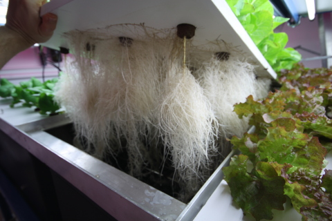 Aeroponic roots by Indoor Harvest Corp (Photo: Business Wire)