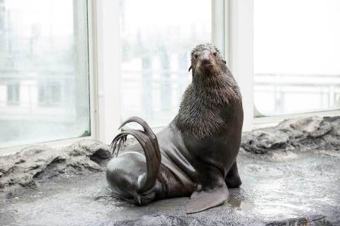 Commander, a rare northern fur seal, was delivered to Boston via FedEx to meet his future mate for Valentine's Day. (Photo: Business Wire) 