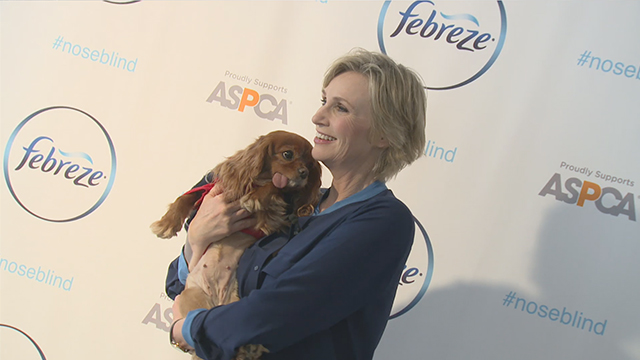 Jane Lynch, with Instagram star, Toast Meets World, partners with Febreze to educate pet owners about getting their homes guest-ready by safely eliminating pet odors with Febreze products that are on the ASPCA Pet Friendly Living product list, Wednesday, Feb. 25, 2015, in New York. (Photo by Diane Bondareff/Invision for Febreze/AP Images)