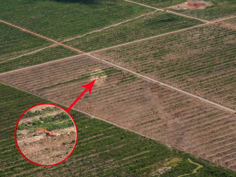 Aerial photo of the oil palm plantation near Nueva Requena owned by Plantaciones de Ucayali, the more southernly of the two plantations in the area. Edited photo illustrates the scale of the plantation. Large earth movers are dwarfed by the landscape. (Photo: Business Wire)