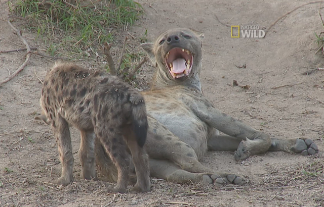 Check out a mother hyena and her baby bonding as the baby drinks milk from Mom's belly.