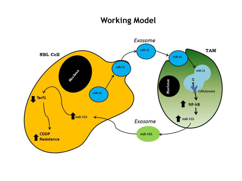Inter-cellular cross-talk in model of neuroblastoma (Graphic: Business Wire)