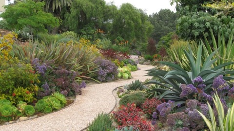 Consumers can select from a wide variety of low water plants to add texture, interest and color to any landscape. (Photo courtesy of Laurie’s Landscaping, San Diego, CA)