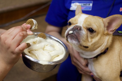 Instagram celebrity Chloe the Minnie Frenchie enjoys some tail-waggin' good ice cream from PetSmart to celebrate National Ice Cream Month. Every pup can get in on the fun when they visit a PetSmart PetsHotel location for a complimentary, pet-safe frozen treat this National Ice Cream Day, July 19. (Photo: Business Wire)
