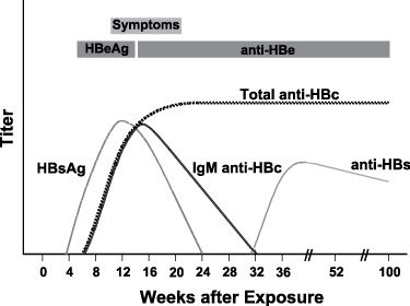 Diagram showing seroconversion following HBV infection (Graphic: Business Wire)