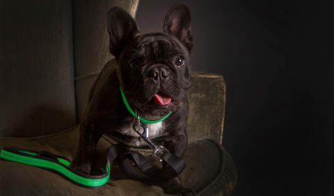 Cute French Bull Dog wearing the green Ultra Collar and Ultra Leash from ILLUMINIGHT (Photo: Business Wire)