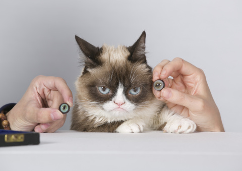 A disgruntled Grumpy Cat waits impatiently for a matching eye color to be found. (Photo: Business Wire)