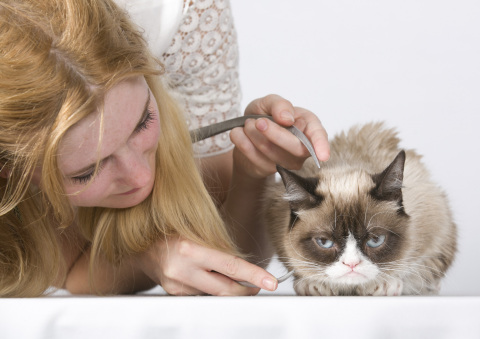 Grumpy Cat tolerates her sitting process. (Photo: Business Wire)