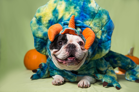 A fan-favorite Instagram pet celebrity, Manny the Frenchie, looks Monster Cute in PetSmart's Top Paw Pet Halloween Dinosaur Costume -- one of hundreds of costumes, accessory and styling options to give pet parents an #OOTD all of Oct. (Photo: Business Wire)