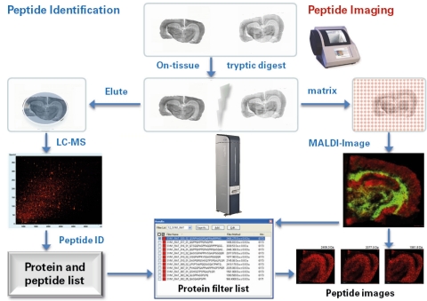 The ImageID™ workflow enables biomarker discovery in MALDI imaging cohort studies, with increased speed, resolution and mass accuracy with the rapifleX™ MALDI TOF/TOF. (Graphic: Business Wire)