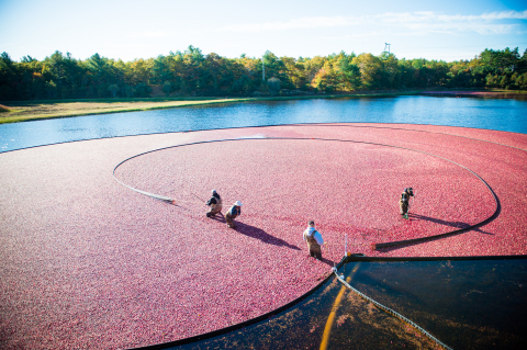 Aerial view of an Ocean Spray Massachusetts cranberry harvest. (Photo: Business Wire).