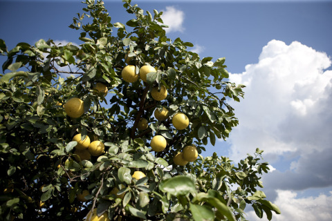 An Ocean Spray Grower-Owner's citrus grove during peak harvest in the Indian River region of Florida. (Photo: Business Wire)