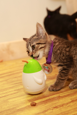 Adoptable Petfinder shelter kittens get their paws on the must-have holiday gift for purring pals this season, Friskies® Pull ‘n Play™ - the latest innovation in cat snacks with the first-ever edible strings for cats. (Amy Sussman/AP Images for Friskies)