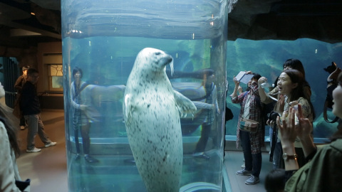 A cute seal swimming and playing inside a vertical tube - Asahiyama Zoo, Asahikawa, Hokkaido (Photo: Business Wire)