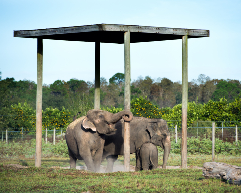 Shirley, Emma and Piper (pictured) at Ringling Bros. Center for Elephant Conservation, a 200-acre facility dedicated to saving the endangered species. The company and staff have made the necessary preparations sooner than anticipated to move the remainder of the traveling elephants to the center by May 2016, allowing Ringling Bros. to solely focus on conservation and pediatric cancer research. (Photo: Feld Entertainment)