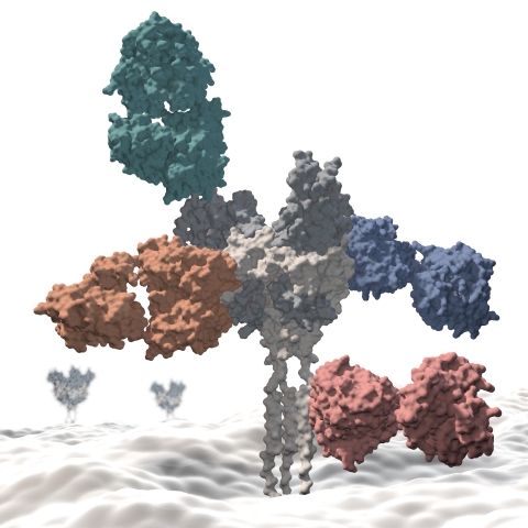 Adimab-discovered neutralizing antibodies (in color) binding the the Ebola surface glycoprotein (grey spike) emerging rising out of the viral membrane. Credit: Christina Corbaci