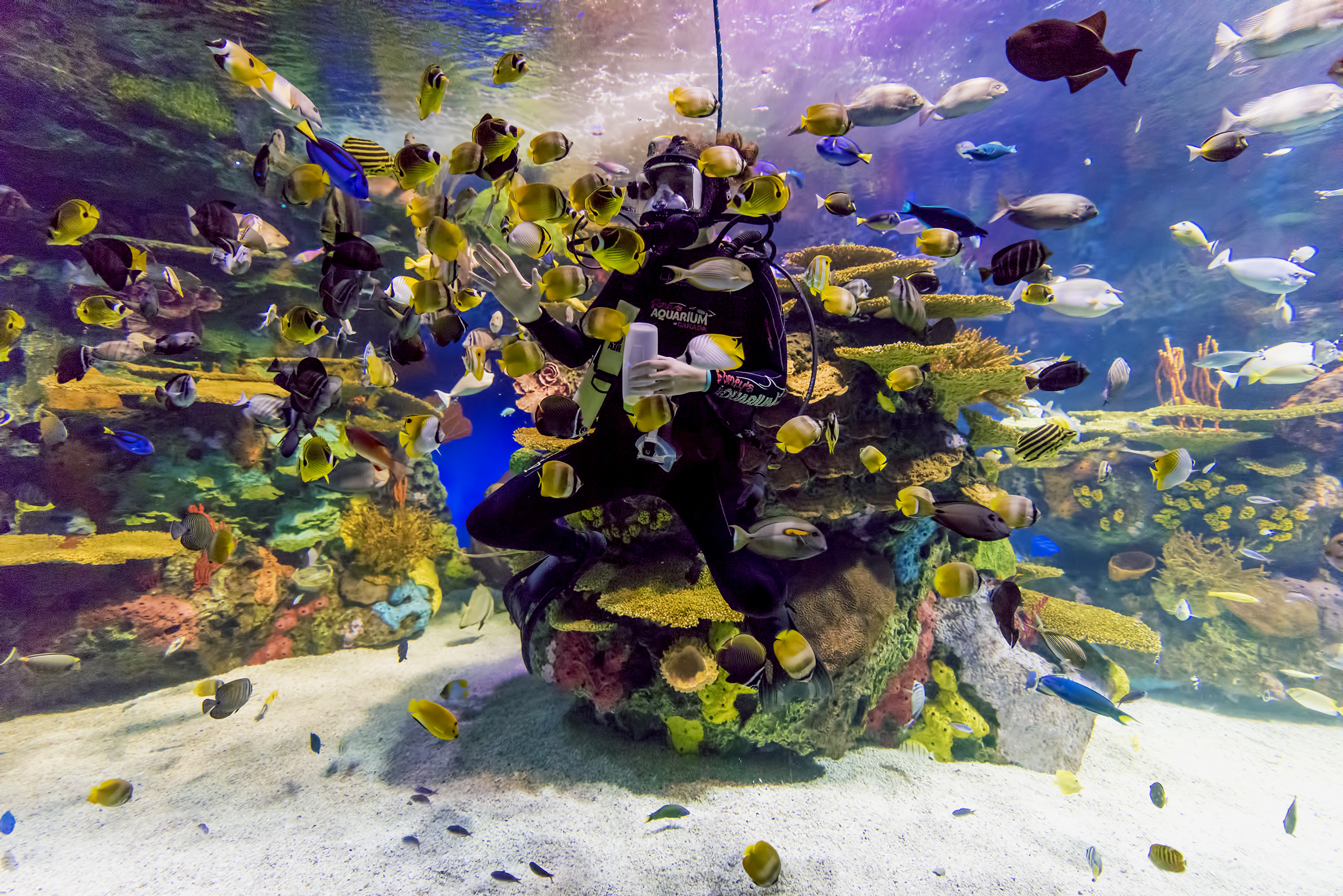 Ripley's Aquarium of Canada Joins the Toronto CityPASS Program ... - Toronto Release Image