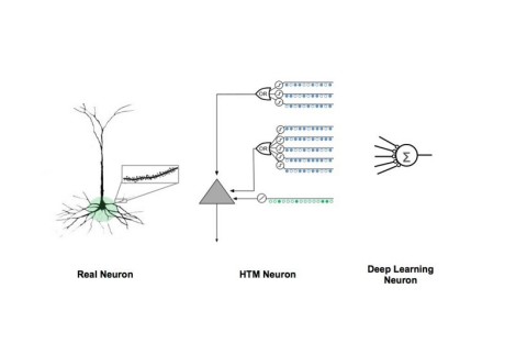 Comparison of Biological and Artificial Neuron Models The Hawkins-Ahmad paper on the theory of sequence memory in the neocortex proposes a model of cortical neurons that explains why they have thousands of synapses, why the synapses are segregated onto different parts of the dendrites, and how neurons integrate this input in a functionally meaningful way. This diagram draws a comparison between the human neocortical pyramidal neuron, the HTM biologically-inspired neuron model, and the model used in most mathematically-inspired artificial neural networks and Deep Learning models today. (Graphic: Business Wire)