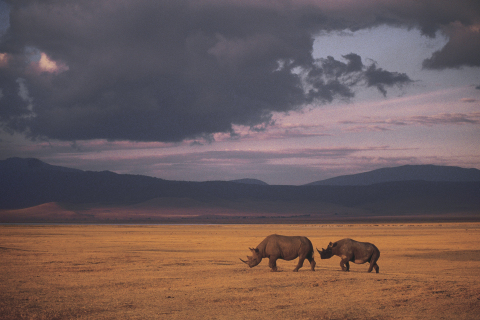 One rhino gets killed every eight hours (Photo: Business Wire)