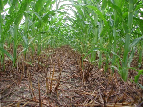 Maize grows amid previous crop's stubble in a field in which glyphosate was used for weed control in lieu of plowing, which causes erosion. (Photo: Business Wire)