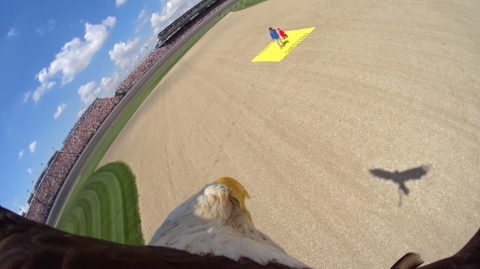 The American Eagle Foundation’s free-flying Bald Eagle “Challenger” wears a lightweight action-cam during the pre-race performance of God Bless America, providing a true eagles-eye view of Indianapolis Motor Speedway. The video may be viewed at https://youtu.be/QlRsRLpcno0 Photo © 2016 American Eagle Foundation