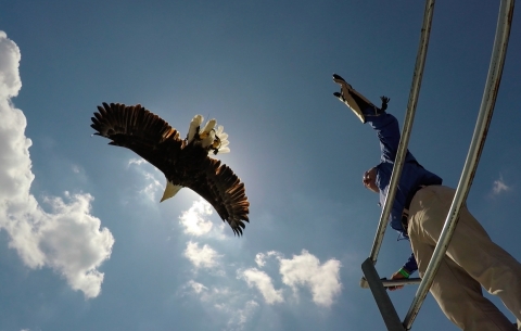 Spencer Williams of the American Eagle Foundation (WWW.EAGLES.ORG) releases “Challenger” the Bald Eagle from the grandstand rooftop near Turn One at Indianapolis Motor Speedway during the pre-race performance of God Bless America. Photo © 2016 American Eagle Foundation