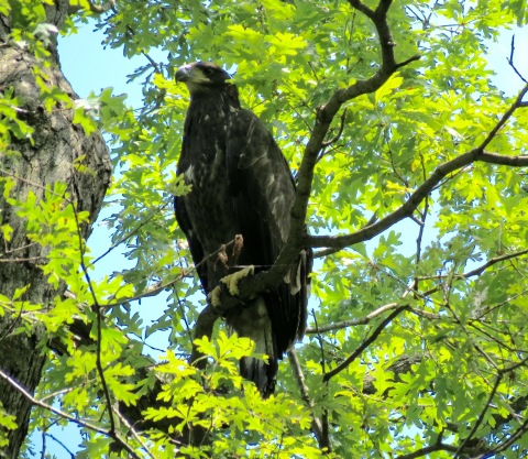 FREEDOM TAKES FIRST FLIGHT - Sunday, June 5, at 2:30 p.m. EST, "Freedom," one of two young eagles residing in the nest of "Mr. President" and "The First Lady" at the U.S. National Arboretum, fledged the nest! Visit dceaglecam.org to watch eagle "Liberty" fledge the nest as well. Photo Copyright 2016 Sue Greeley