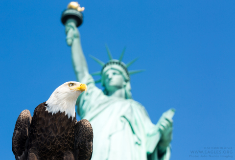 Challenger, the celebrity bald eagle, poses majestically during a recent visit to the Statue of Liberty. The photo was taken to help promote the celebration of American Eagle Day on June 20. The eagle is cared for by the non-profit American Eagle Foundation (www.eagles.org) of Tennessee. © American Eagle Foundation. All Rights Reserved. Photo by John Nacion Imaging.