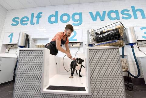 Instagram pet celebrity @oscarfrenchienyc gets a bath by his pet parent, Andre Falcao, in the self-serve dog wash at the new PetSmart® Pet Spa™, a first-of-its-kind concept store located in Oceanside, New York. The new store by North America's largest pet specialty retailer features a pet service focus with a unique, modern design and innovative elements aimed at offering an enhanced pet lifestyle customer experience. The self dog wash bays, a first at PetSmart, give pet parents an easy solution to bathe and bond with their pet without the mess of an at-home bath. Also included in the PetSmart Pet Spa is a coffee bar-lounge area with complimentary drinks and comfortable seating for pet parents while pets receive grooming services.  Pet parents can also choose from a wide variety of high-end pet essentials such as collars, beds, leashes and apparel and a large pet food collection focused on pinnacle natural nutrition – high-protein, grain-free, organic and raw food. (Photo: Business Wire)
