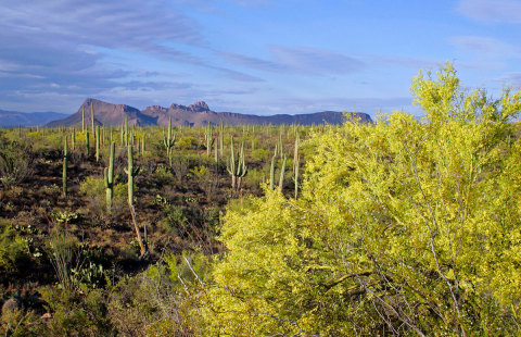 Saguaro National Park, Arizona (Photo: Business Wire)