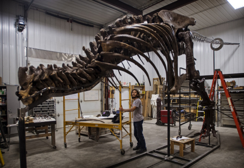 T. rex Trix being fossil being assembled at the Black Hills Institute (Photo: Business Wire)
