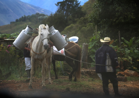 Colombian dairy farmers make the most of limited resources to sell their milk. (Photo: Business Wire)