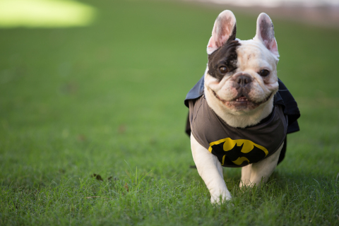 Manny to the rescue! Instagram star Manny the Frenchie, who has 1 million followers, channels his inner superhero with the new Batman costume from PetSmart. This costume is part of a wide selection of Halloween costumes, treats and accessories now available at PetSmart stores across North America and on petsmart.com. (Photo: Business Wire)