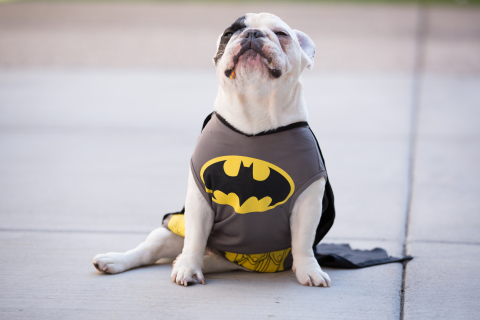 Holy macaroons, Batman! Instagram star Manny the Frenchie takes a break from his superhero work to gobble up the Thrills & Chills fall-themed macaroon treats from PetSmart. The crumbs speak for themselves. (Photo: Business Wire)