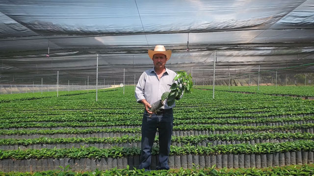 Starbucks to Donate a Rust-Resistant Coffee Tree to Farmers for Every Cup of Mexico Chiapas Coffee Sold on National Coffee Day, September 29. Footage from Chiapas, Mexico.