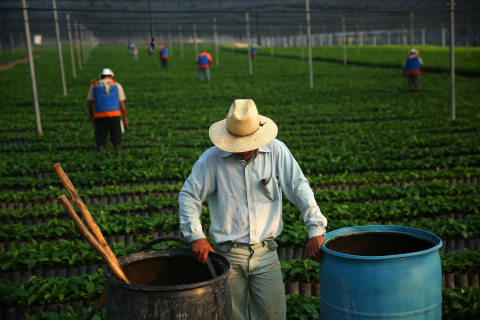 Starbucks to Donate a Rust-Resistant Coffee Tree to Farmers for Every Cup of Mexico Chiapas Coffee Sold on National Coffee Day, September 29. (Photo: Business Wire)