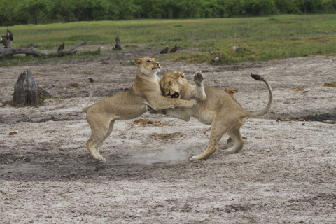 Two lions play flight to prepare for battle in Nat Geo WILD's Savage Kingdom, premiering Friday, November 25 at 9/8c. (Credit: National Geographic Channels/Icon Films/NHFUB)