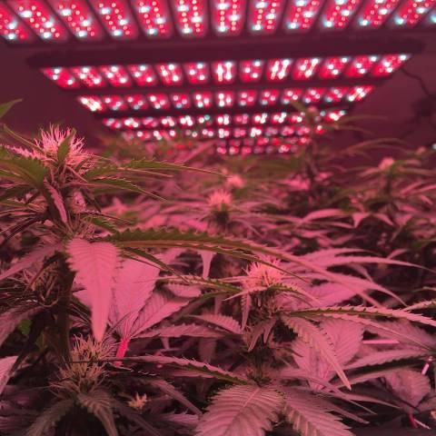 Lighting Science's popular VividGro™ V2 Fixture in use at a grow facility in Washington. (Photo: Business Wire)