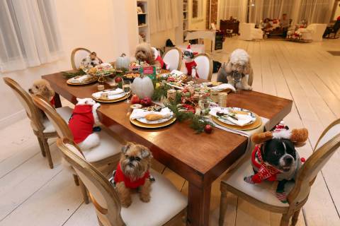 (clockwise from left to right starting at head of table) Celebrity pets, @kingbentleythebulldog (85.5k followers on Instagram), @Samsonthedood (134k followers on Instagram), @Tinkerbellethedog (98.9k followers on Instagram), @Ralphiethecockapoo (49.5k followers on Instagram), @oscarfrenchienyc (140k followers on Instagram), @Ittystagram (25.4k followers on Instagram), Knox of @meow_york_kitties (33.8k followers on Instagram) and Charlie of @PuppyNamedCharlie (40.1k followers on Instagram), gather around the table for a holiday feasting celebration at PetSmart’s recent Holiday Collection launch held in New York City. The leading pet specialty retailer’s Holiday line is designed to help pet parents involve their pets in the festivities of the season, including pet toys, treats, apparel and accessories -- perfect for gifting, styling photo ops, and bringing pets in on feasting and dinner events. PetSmart has a range of pet treats, including Simply Nourish Merry Meals for cats and dogs, turkey leg-shaped chicken-flavored rawhide chews, and turkey stuffing pet treats, all perfect for the upcoming Thanksgiving holiday. Also included are the classic cheese and sausage snack tray and other savory treats. Sweet treats include a sweet potato pie slice and a range of cookie treats like macaroons, sprinkle spritz, cannolis and holiday frosted cookies. The PetSmart Holiday Collection hit stores earlier this month. All human-inspired pet treats featured in the photo above are pet treat products and specially formulated for pets. (Amy Sussman/AP Images for PetSmart, Inc.)