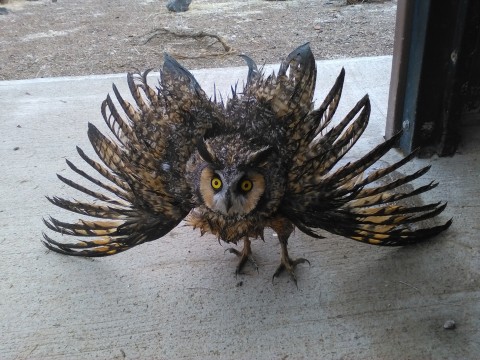 This long eared owl was rescued from a vault a toilet. It is in a defensive stance and covered in human waste. Photo courtesy of Bureau of Land Management. 