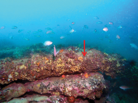 The encrusted iron conduit housing the cable (arrow) is now encrusted with marine organisms similar to those on the underlying rocky reef. (Photo: Business Wire) 