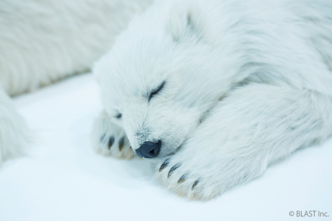 Polar bear 4 (Photo: Business Wire)