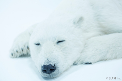 Polar bear 3 (Photo: Business Wire)