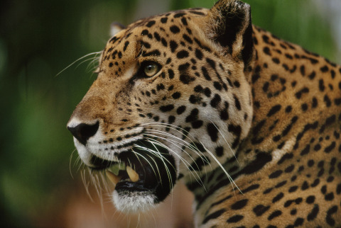 Jaguar: Supercat premieres Tuesday, Feb. 21, at 9/8c as part of Nat Geo WILD’s Big Cat Week (photo credit: Science Photo Library)
