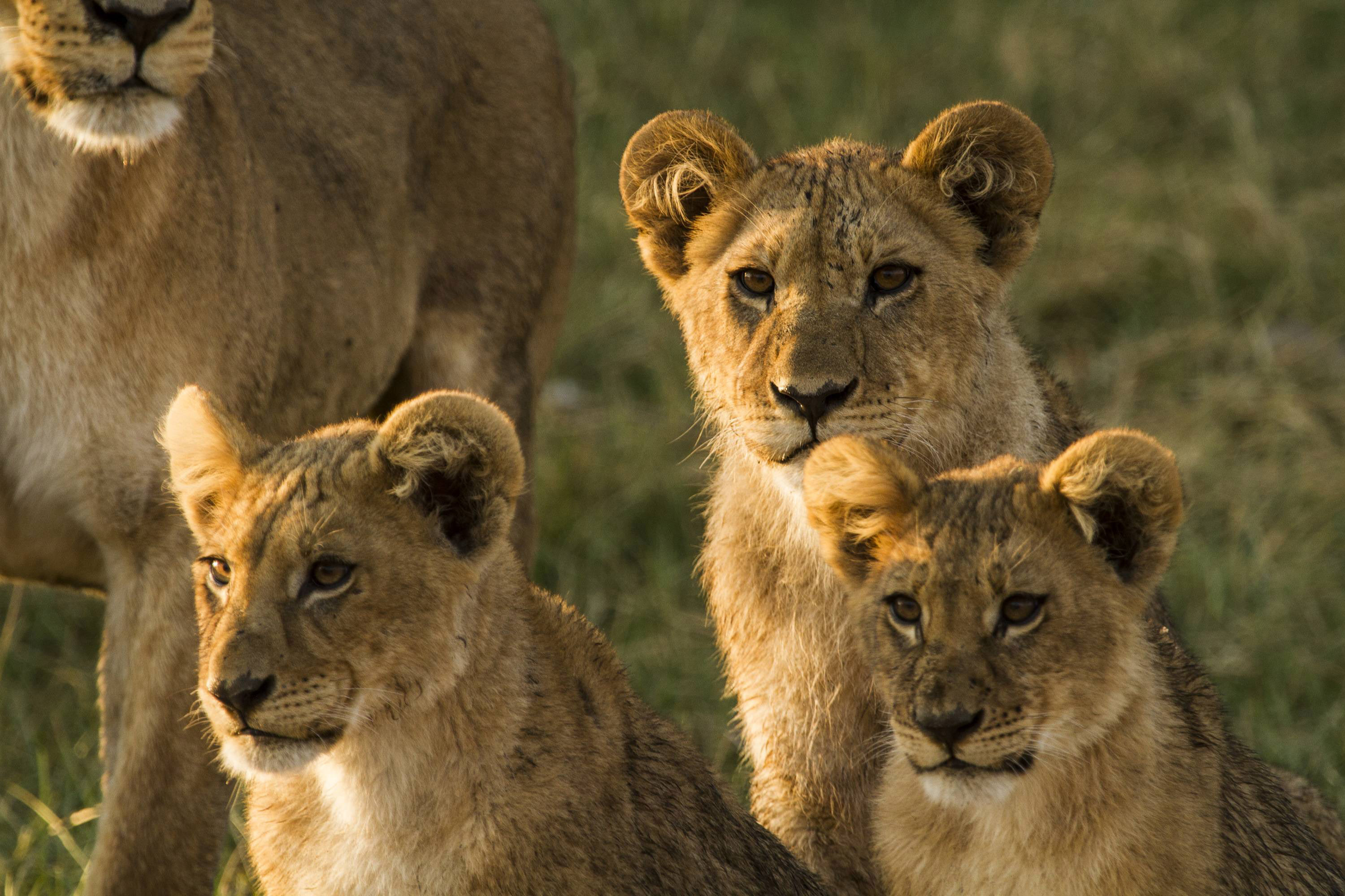 Lions 101  Nat Geo Wild 