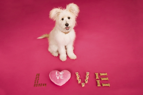 PetSmart encourages pet parents to treat their pets – furry and scaly – on Valentine’s Day, and in the spirit of love, the retailer has enhanced its Valentine’s Day collection to include more ways for pet parents to show love and celebrate their pets this Valentine’s Day and all year long. (Photo: Business Wire)