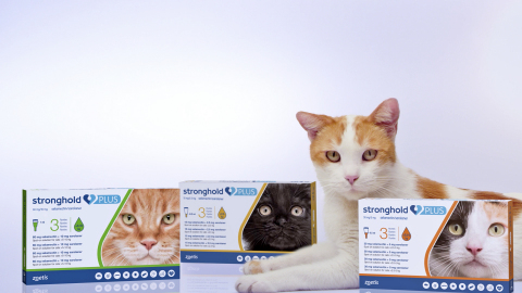The European Commission has granted Zoetis Inc. a license for Stronghold® Plus (selamectin/sarolaner), a topical combination of parasiticides that treats ticks, fleas, ear mites, lice and gastrointestinal nematodes and prevents heartworm disease in cats. (Photo: Zoetis)