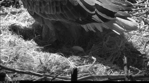 Famous Bald Eagle Pair Mr. President & the First Lady Have Welcomed the