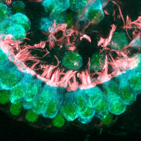 Newly formed cochlear hair cells contain intricate hair bundles with many stereocilia (critical for sensing sound) and other components that are critical for proper function and neural transmission. (Credit: Will McLean)